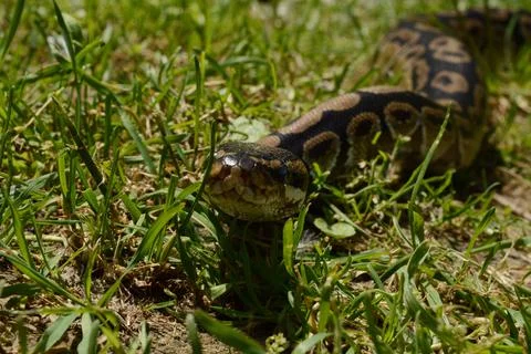 Ball Python Closeup Stock Photos