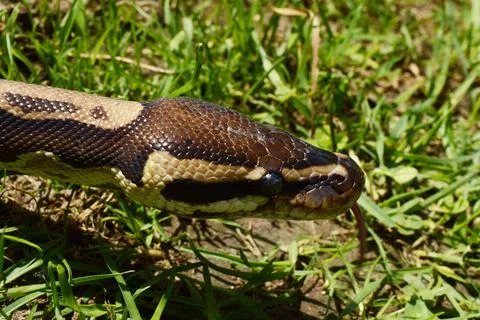 Ball Python Closeup Stock-Fotos