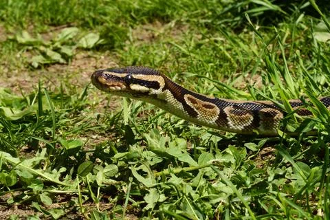 Ball Python Closeup Stock Photos