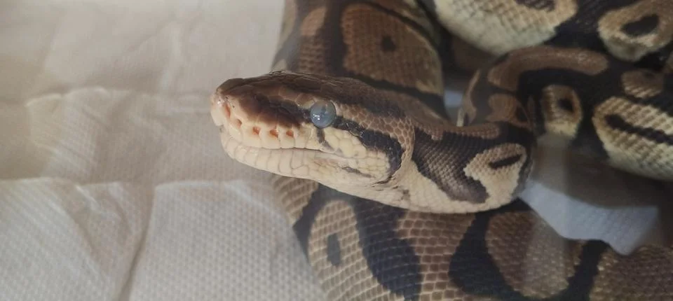 Ball python cloudy eye close‑up Foto stock
