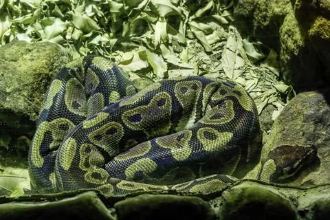 Ball python coiled amongst rocks and dry leaves, showcasing intricate scale.. 库存照片