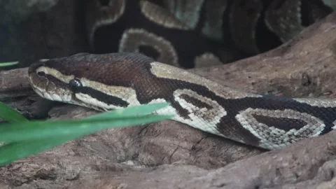 A ball python is coiled around a dead branch, taking a nap. 스톡 동영상 282516760