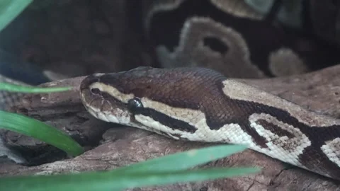 A ball python is coiled around a dead branch, taking a nap Video stock 282516806