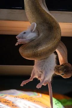 A ball python coiled around a rat ready to swallow it. 库存照片