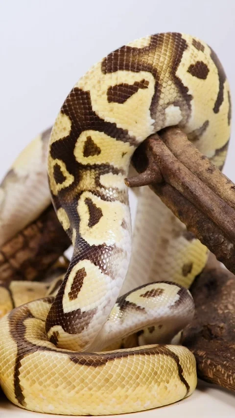 Ball Python Coiling Around Branch in Natural Setting Stock Footage 311032894
