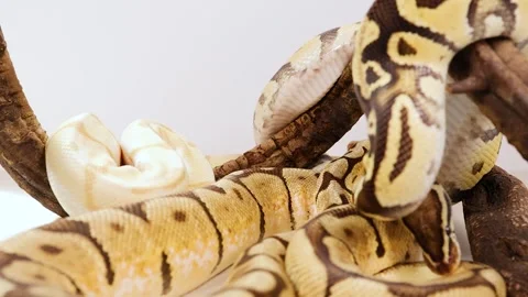 Ball Python Coiling on Branch in Close-Up View 스톡 동영상 310977513