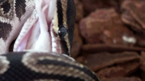 Ball Python Consuming a White Mouse HD Stock-Footage 7748671