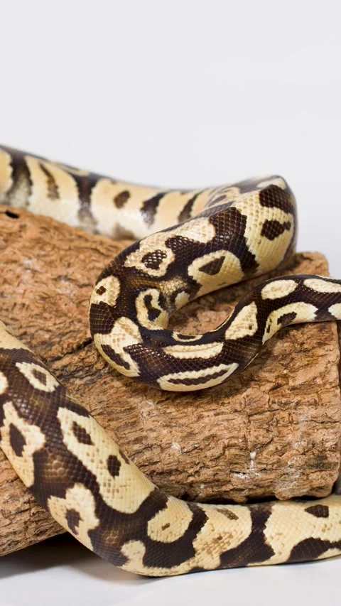 Ball Python Crawling From Log Onto Human Hand Stock Footage 325700764