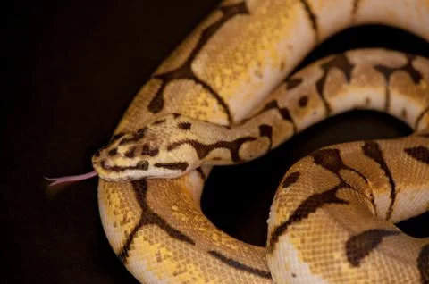 Ball Python detail 写真素材