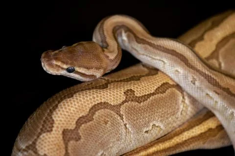 Ball Python detail 写真素材