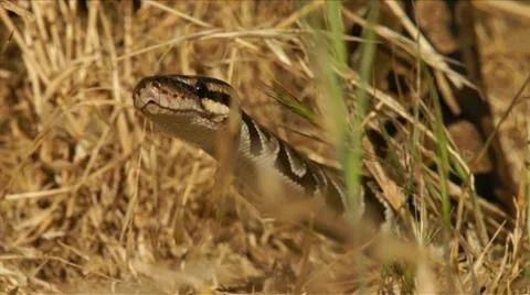 Ball Python in the dry grass HD Stock Footage 6451977