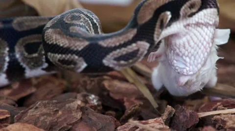 Ball Python eating a Mouse HD Stock-Footage 7749008