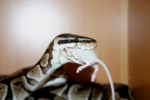 Ball Python eating a mouse Photos