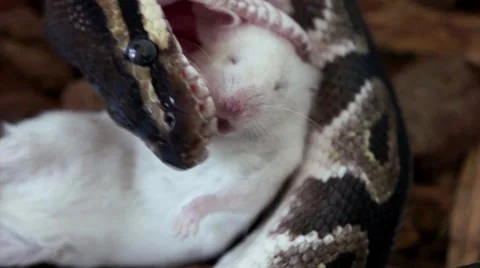 Ball Python Stock Video Footage | Royalty Free Ball Python Videos | Pond5