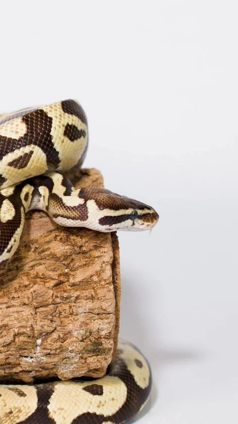 Ball Python Exploring Cork Log Against White Studio Background Stock Footage 324889332