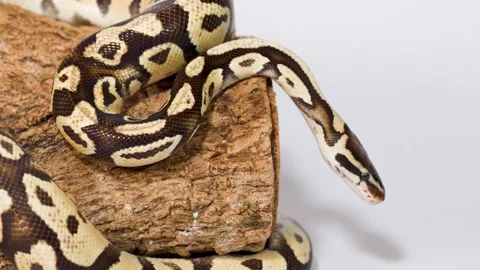 Ball python exploring wooden perch in studio closeup Stock Footage 324348895