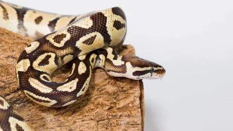 Ball Python Extending Head Over Log in Studio Closeup Stock-Footage 327177163