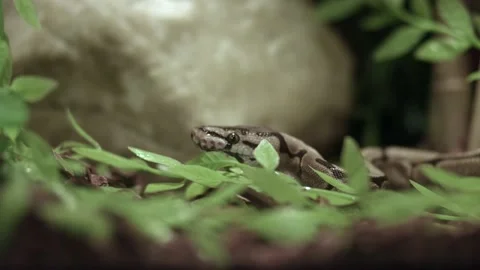 Ball Python Flicking Its Tongue Out Of The Wilderness.  medium shot Stock Footage 159207410