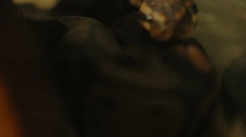 Ball Python Stock-Footage 8689433