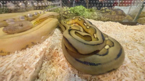 Ball python Video stock 276636931