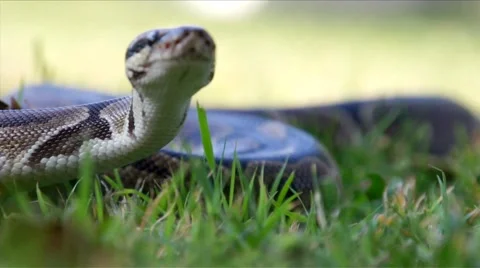 Ball Python in the Grass HD Stock-Footage 5629377