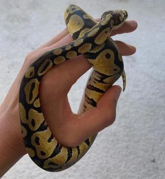 Ball python in hand Stockfoto's