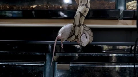 A ball python hanging in its burrow swallowing a rat. Stockbeeldmateriaal 334761847