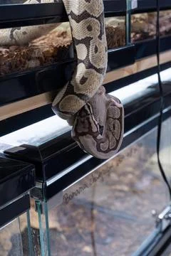 A ball python hanging in its enclosure swallowing a rat. 스톡 사진