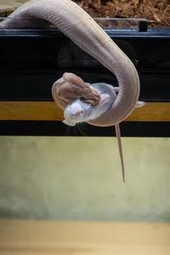 A ball python hanging in its enclosure biting a rat vertical. 库存照片
