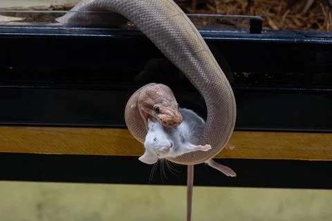 A ball python hanging in its enclosure biting a rat. Foto stock