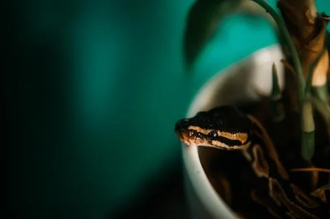 Ball Python hanging out in plant Foto stock