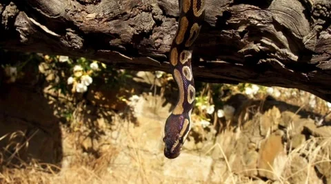 Ball Python Hanging from the Tree HD Video stock 6446021