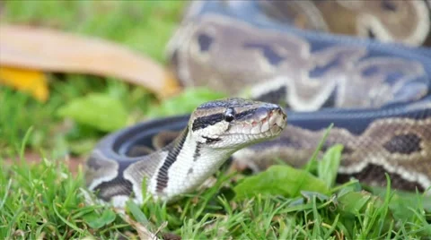 Ball Python HD Video stock 5621136