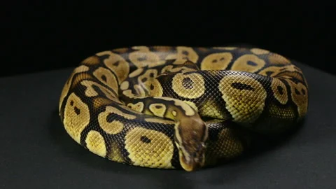 Ball python, head and tongue 動画素材 88638644