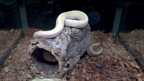 A ball python inside a terrarium moving on a tree trunk. 스톡 동영상 321094252