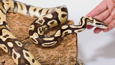 Ball python interacting with human hand on log perch Stock Footage 324935262