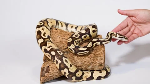 Ball python interacting with human hand on wooden perch 스톡 동영상 325155460