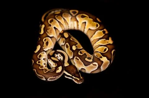 Ball Python isolated on black Stock Photos