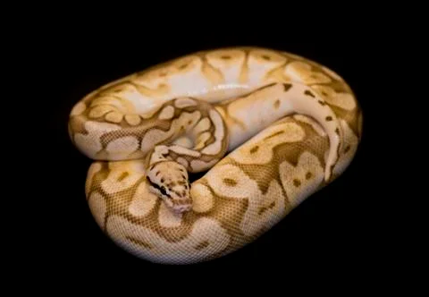 Ball Python isolated on black Stockfoto's