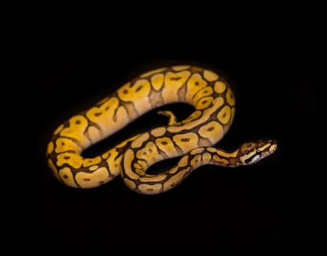 Ball Python isolated on black 写真素材