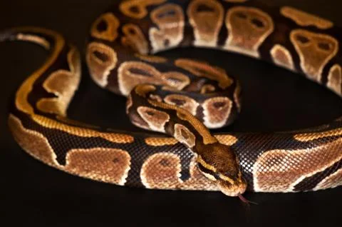 Ball Python isolated on black Stock-Fotos