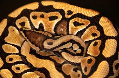 Ball Python isolated on black Stock Photos