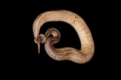 Ball Python isolated on black Stock Photos