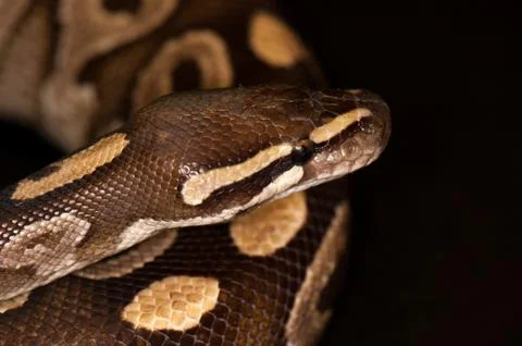 Ball python isolated Stock Photos