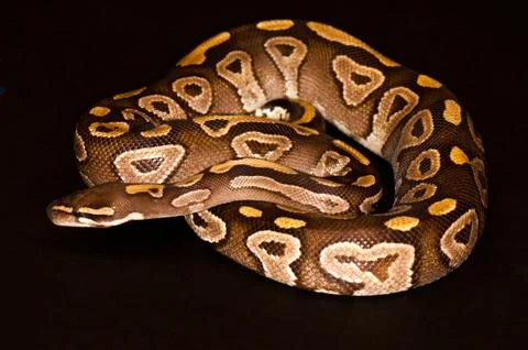 Ball python isolated 写真素材