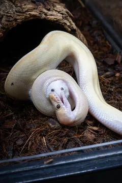 A ball python in its enclosure biting a rat's snout vertical. 스톡 사진