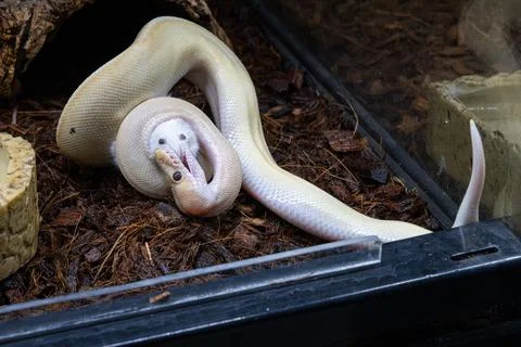 A ball python in its enclosure biting a rat's snout. 库存照片
