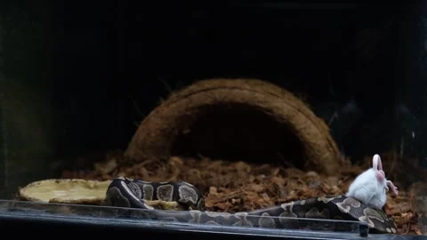 A ball python in its enclosure killing a rat by constriction. Stock Footage 334761809