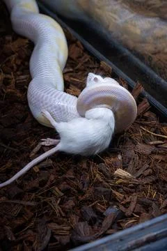 A ball python in its enclosure killing a white rat vertical. Foto stock