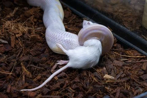 A ball python in its enclosure killing a white rat. Foto stock